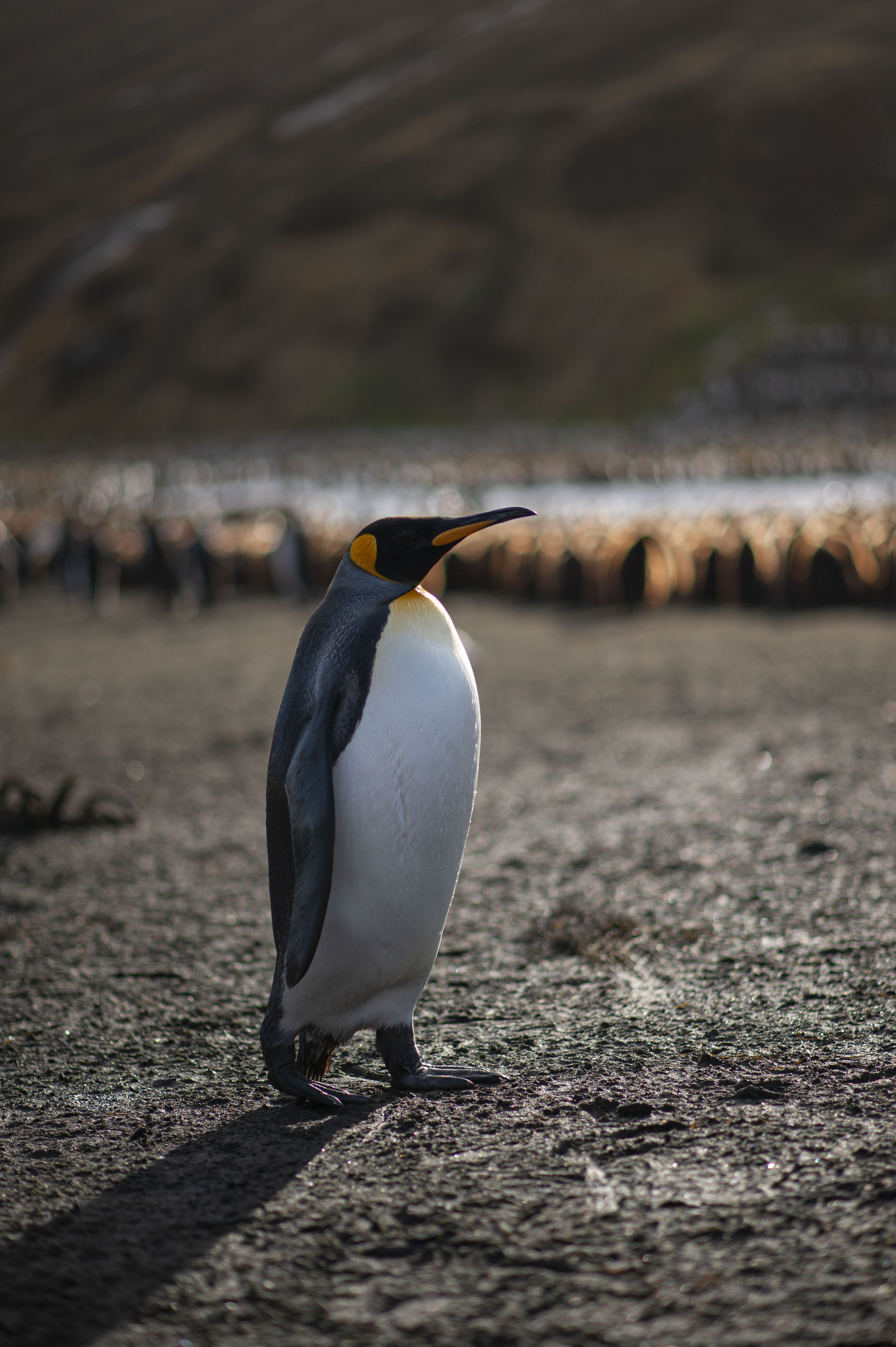 GYT 20220701 134347  DSC6258